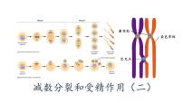 生物必修2《遗传与进化》二 受精作用课文配套课件ppt