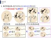 2.1.2 减数分裂和受精作用课件PPT