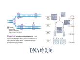 3.3 DNA的复制课件PPT