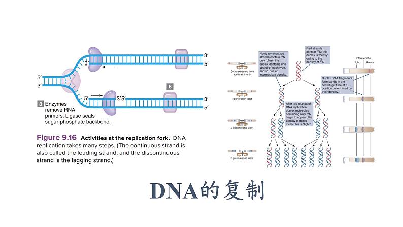 3.3 DNA的复制课件PPT01