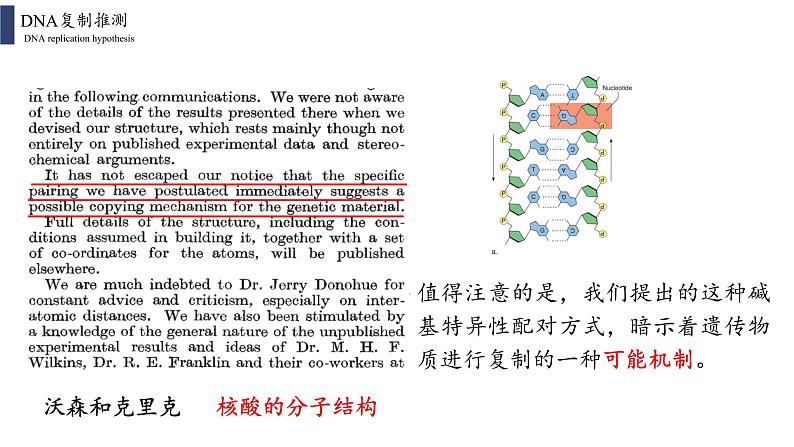 3.3 DNA的复制课件PPT02
