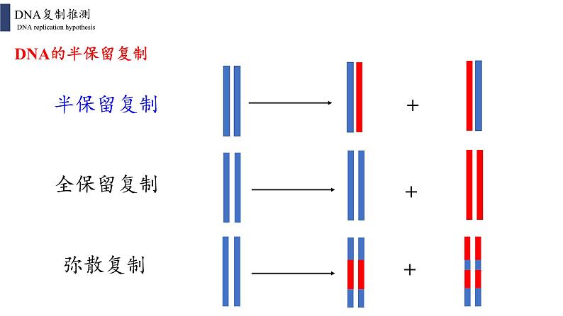 3.3 DNA的复制课件PPT04