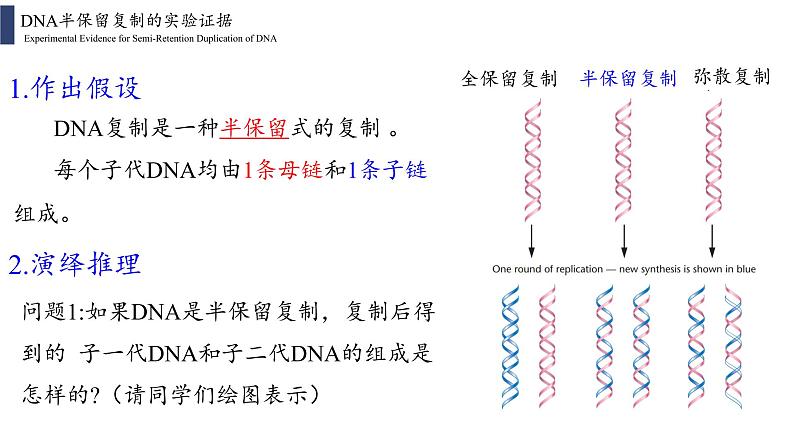 3.3 DNA的复制课件PPT05