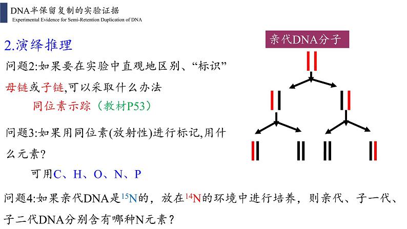 3.3 DNA的复制课件PPT06