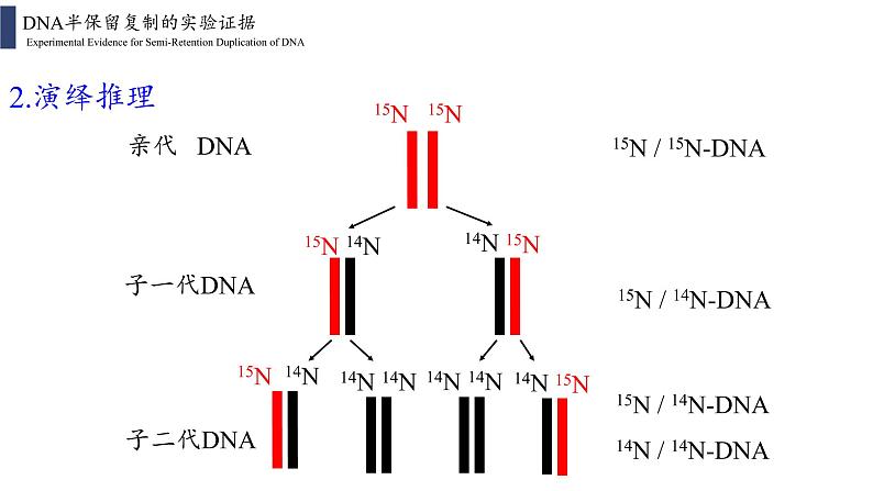 3.3 DNA的复制课件PPT07