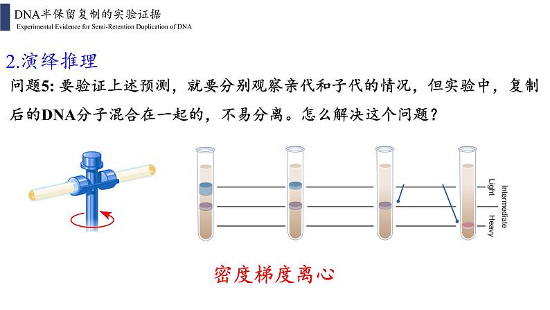 3.3 DNA的复制课件PPT08