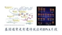 2021学年第4节 基因通常是有遗传效应的DNA片段课前预习ppt课件