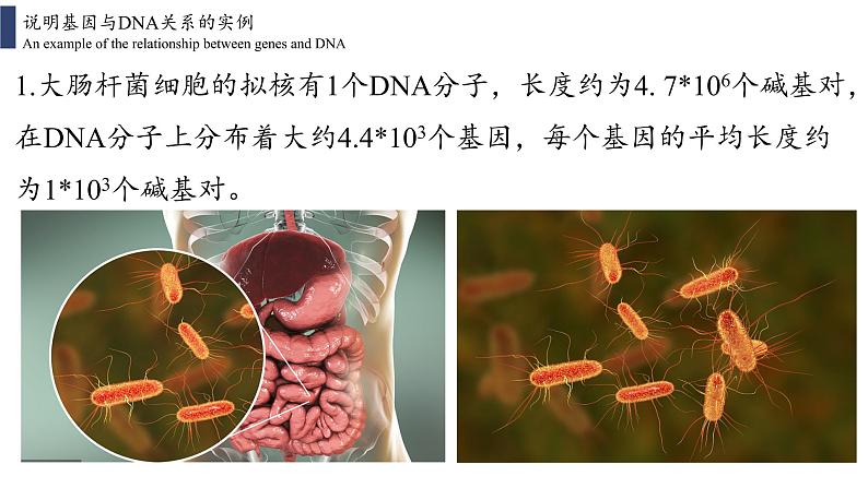 3.4 基因通常是有遗传效应的DNA片段课件PPT02