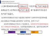 3.4 基因通常是有遗传效应的DNA片段课件PPT