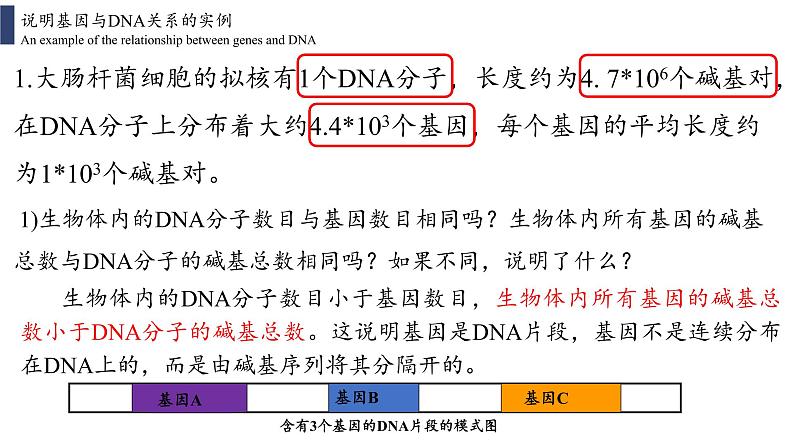 3.4 基因通常是有遗传效应的DNA片段课件PPT03