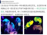 3.4 基因通常是有遗传效应的DNA片段课件PPT