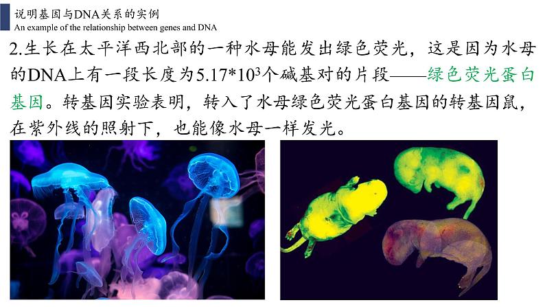 3.4 基因通常是有遗传效应的DNA片段课件PPT04