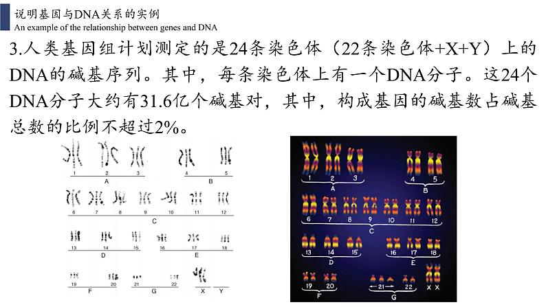 3.4 基因通常是有遗传效应的DNA片段课件PPT06