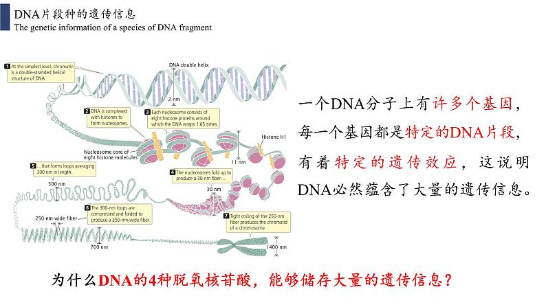 3.4 基因通常是有遗传效应的DNA片段课件PPT08