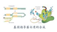 生物必修2《遗传与进化》第1节 基因指导蛋白质的合成课文内容ppt课件
