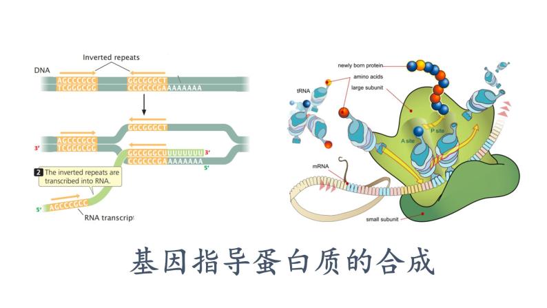 4.1 基因指导蛋白质的合成课件PPT01