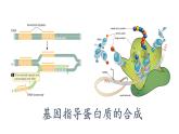 4.1 基因指导蛋白质的合成课件PPT