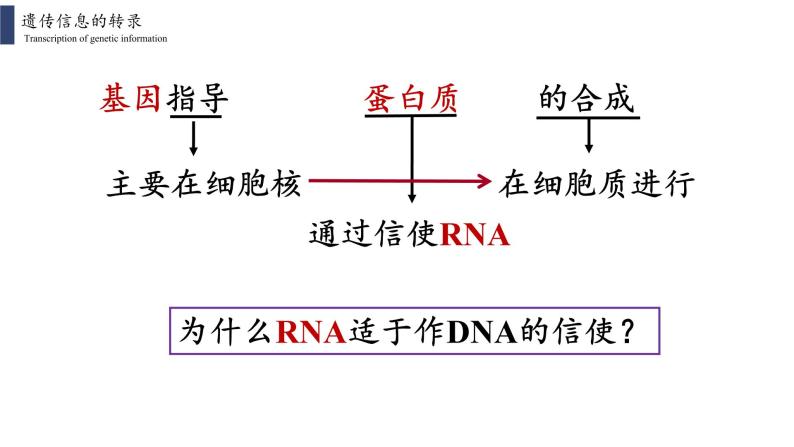 4.1 基因指导蛋白质的合成课件PPT03