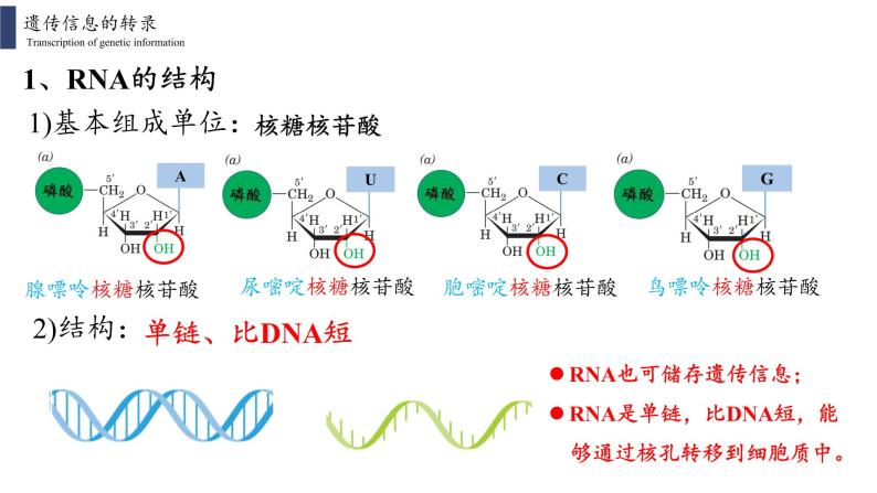 4.1 基因指导蛋白质的合成课件PPT04