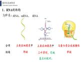 4.1 基因指导蛋白质的合成课件PPT