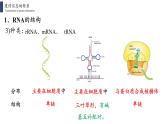 4.1 基因指导蛋白质的合成课件PPT