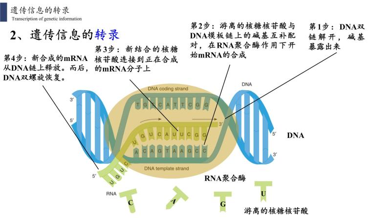 4.1 基因指导蛋白质的合成课件PPT06