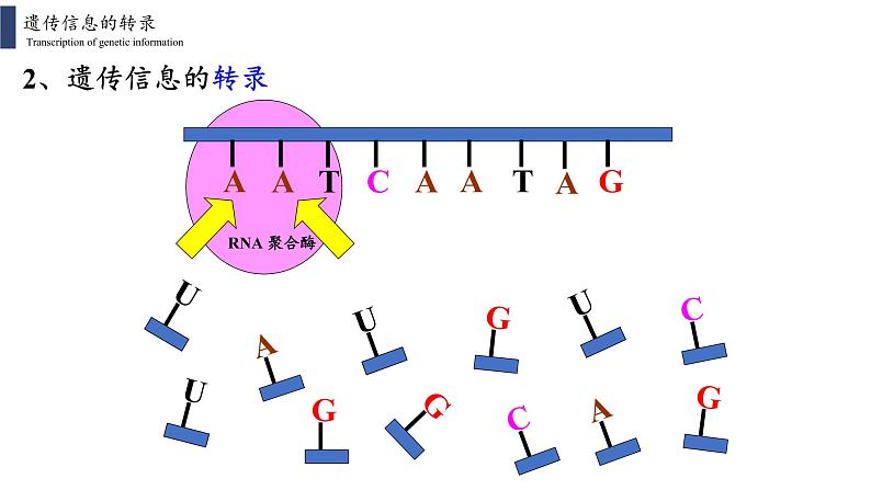 4.1 基因指导蛋白质的合成课件PPT07