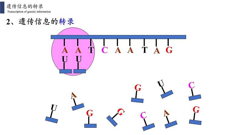 4.1 基因指导蛋白质的合成课件PPT08