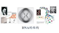 生物必修2《遗传与进化》第3章 基因的本质第2节 DNA的结构评课课件ppt