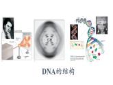 3.2 DNA的结构课件PPT