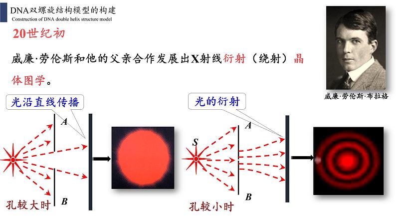 3.2 DNA的结构课件PPT03