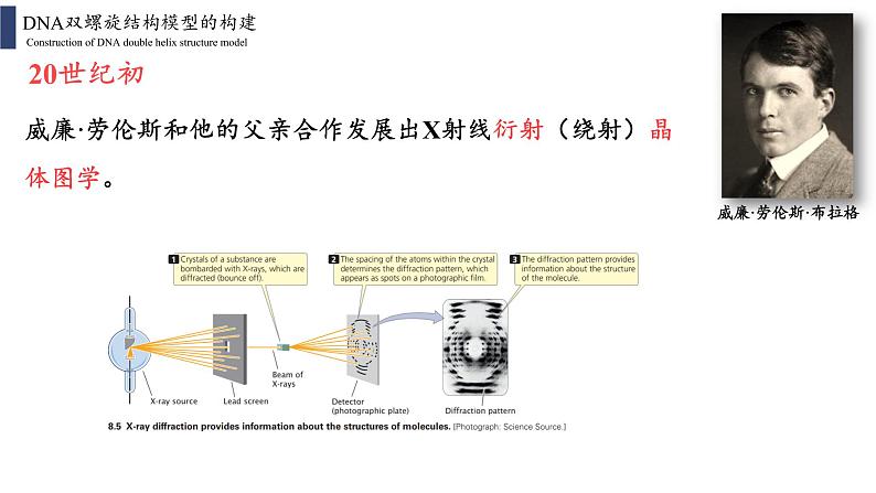 3.2 DNA的结构课件PPT04