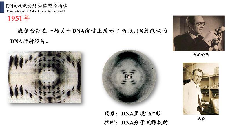 3.2 DNA的结构课件PPT06