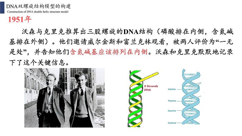 3.2 DNA的结构课件PPT08