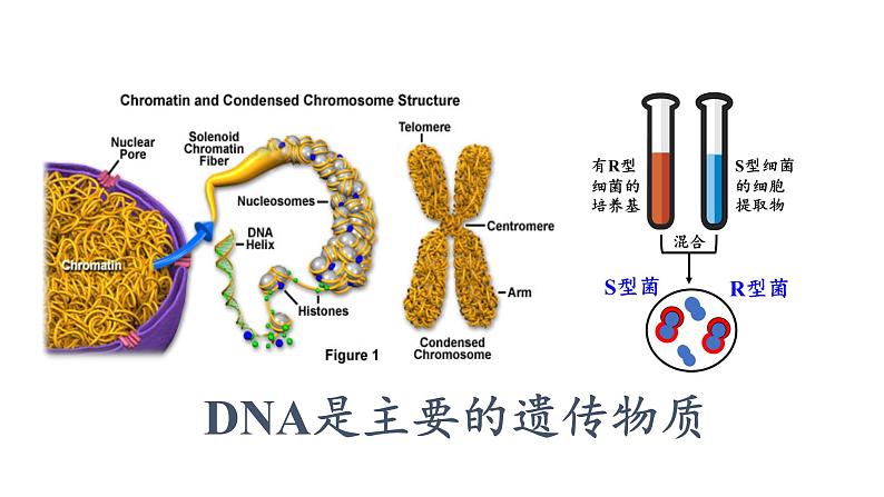 3.1 DNA是主要的遗传物质课件PPT第1页