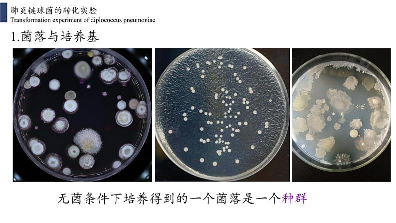 3.1 DNA是主要的遗传物质课件PPT第5页