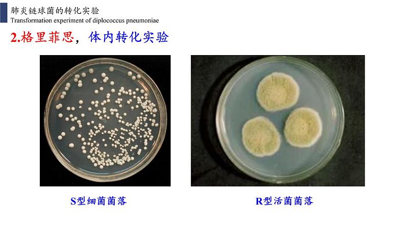 3.1 DNA是主要的遗传物质课件PPT第8页