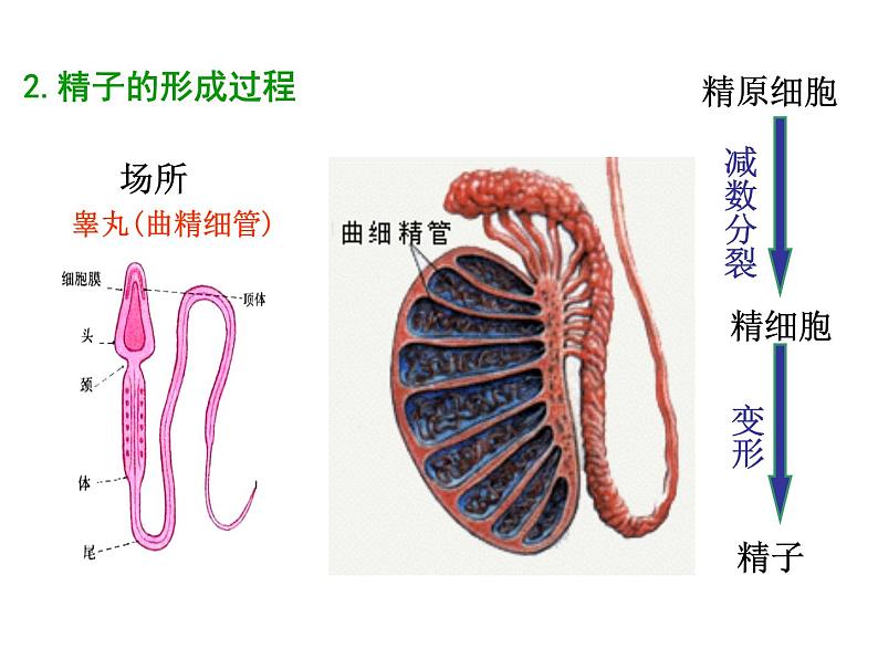 【人教版】高中生物必修二《 2.1.1 减数分裂》课件05