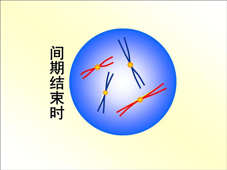 【人教版】高中生物必修二《 2.1.1 减数分裂》课件08