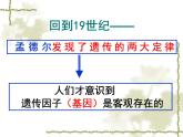 高中人教版生物必修2教学课件：2.2 基因在染色体上2 word版含答案