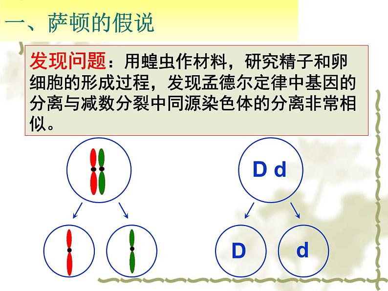 高中人教版生物必修2教学课件：2.2 基因在染色体上2 word版含答案04