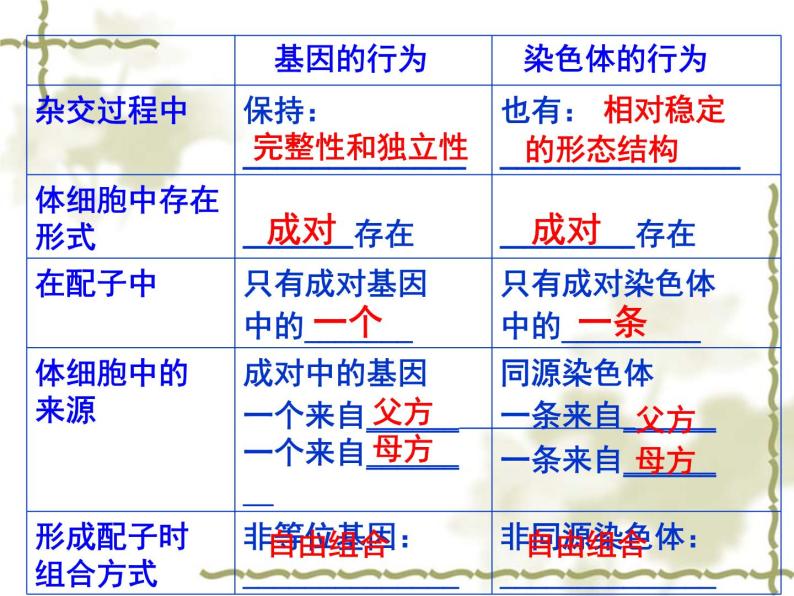 高中人教版生物必修2教学课件：2.2 基因在染色体上2 word版含答案06