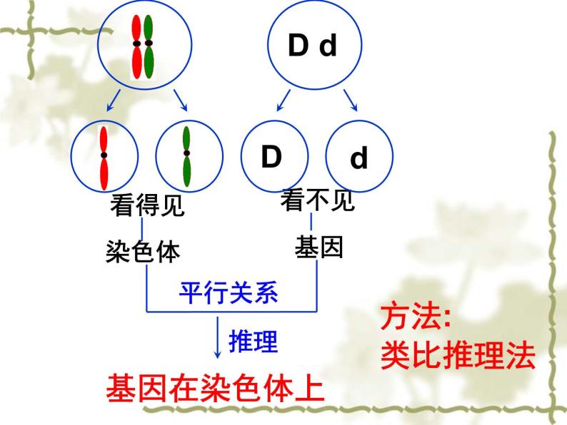 高中人教版生物必修2教学课件：2.2 基因在染色体上2 word版含答案07