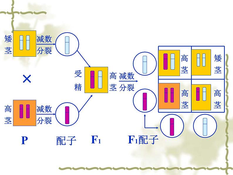 高中人教版生物必修2教学课件：2.2 基因在染色体上2 word版含答案08