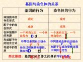 高中人教版生物必修2教学课件：2.2 基因在染色体上1