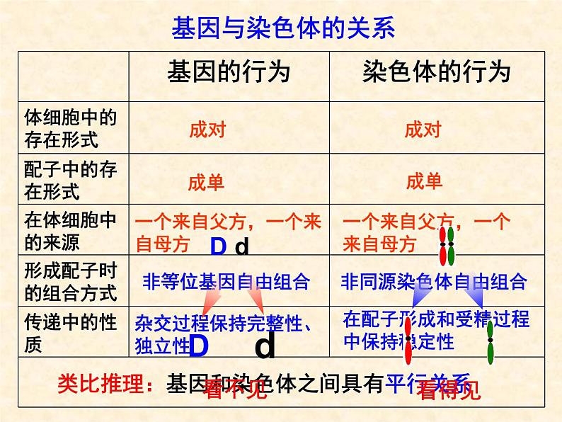 高中人教版生物必修2教学课件：2.2 基因在染色体上1第3页