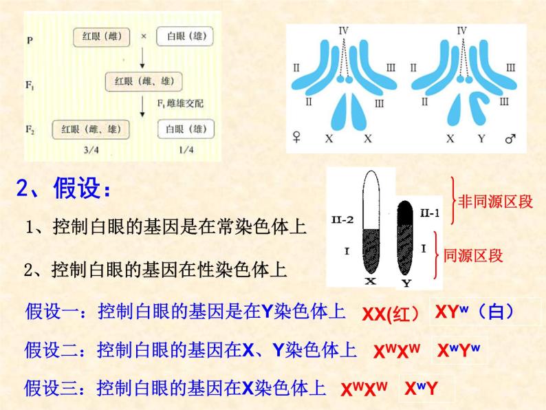 高中人教版生物必修2教学课件：2.2 基因在染色体上105