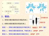 高中人教版生物必修2教学课件：2.2 基因在染色体上1