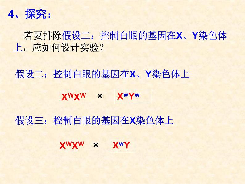 高中人教版生物必修2教学课件：2.2 基因在染色体上1第7页