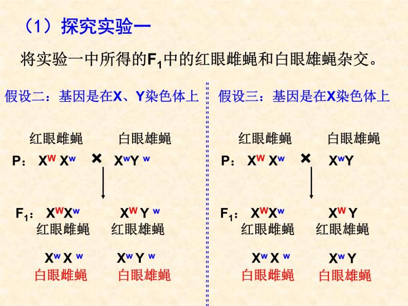 高中人教版生物必修2教学课件：2.2 基因在染色体上108